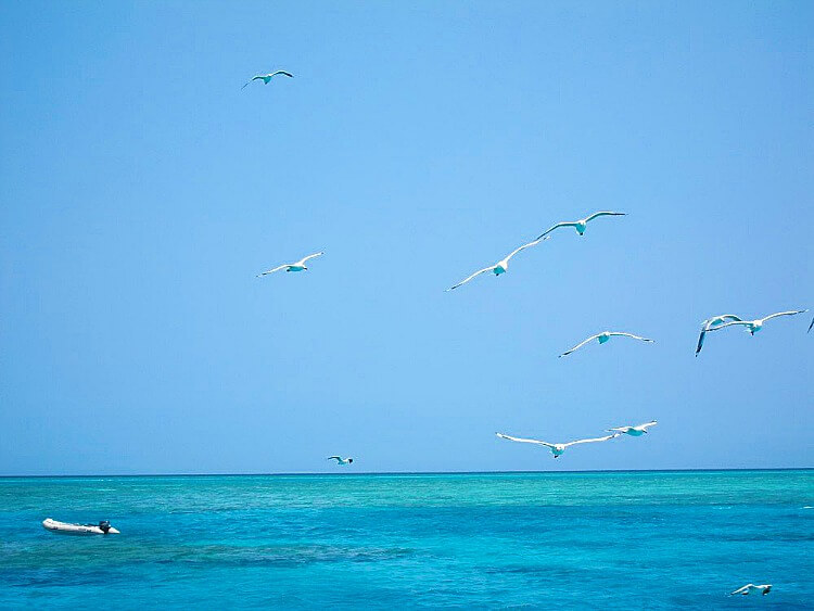 Ocean View of Blue Sky and Blue Water and White Seagulls at Lady Musgrave Island