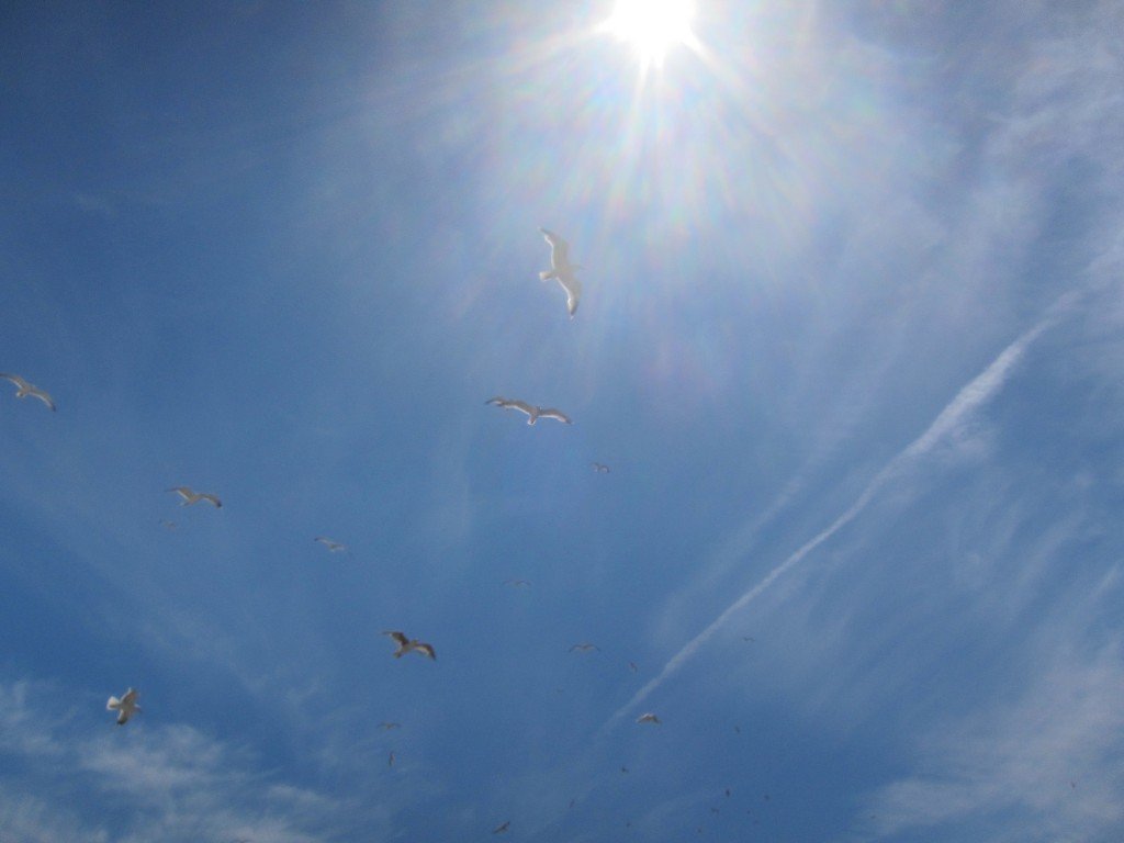 Image of Seagulls and Sky