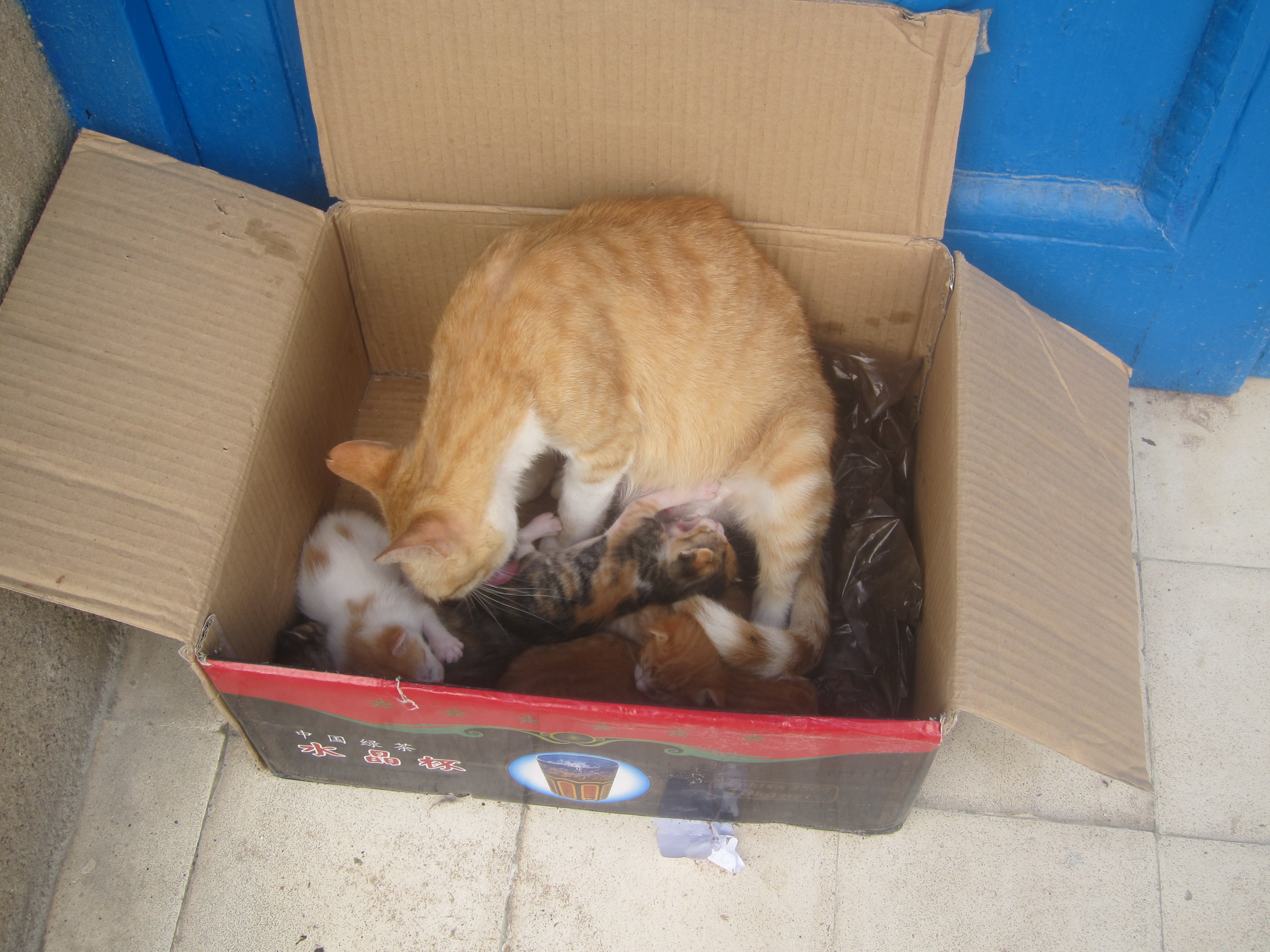 Essaouira Cat Family in a Box