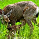Fantastic Friday: Newly born Fawn with her Mother in the grass