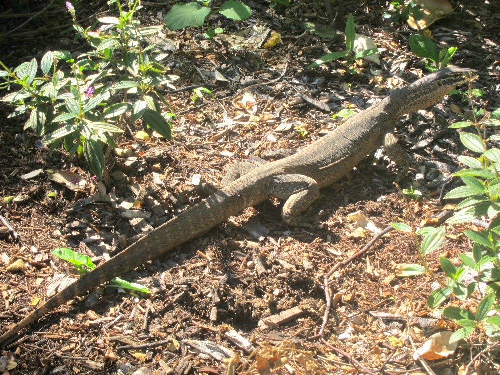 Monitor Lizards roam free in the park.