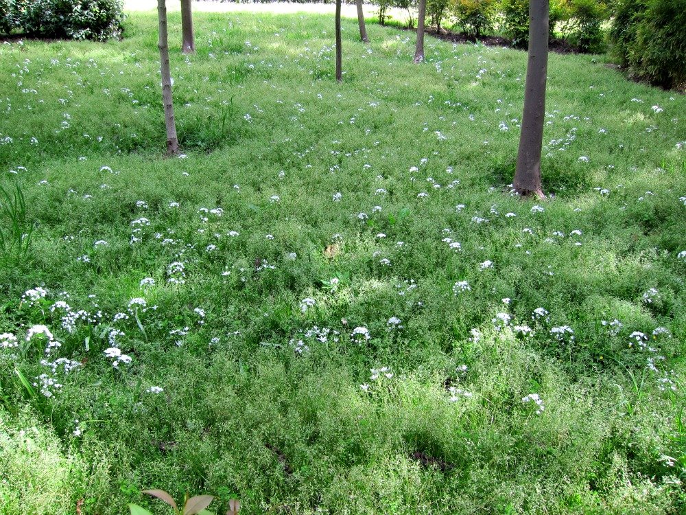 Spring Flowers Retiro Park