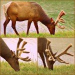 Things to do Near Jasper – Elk near Jasper