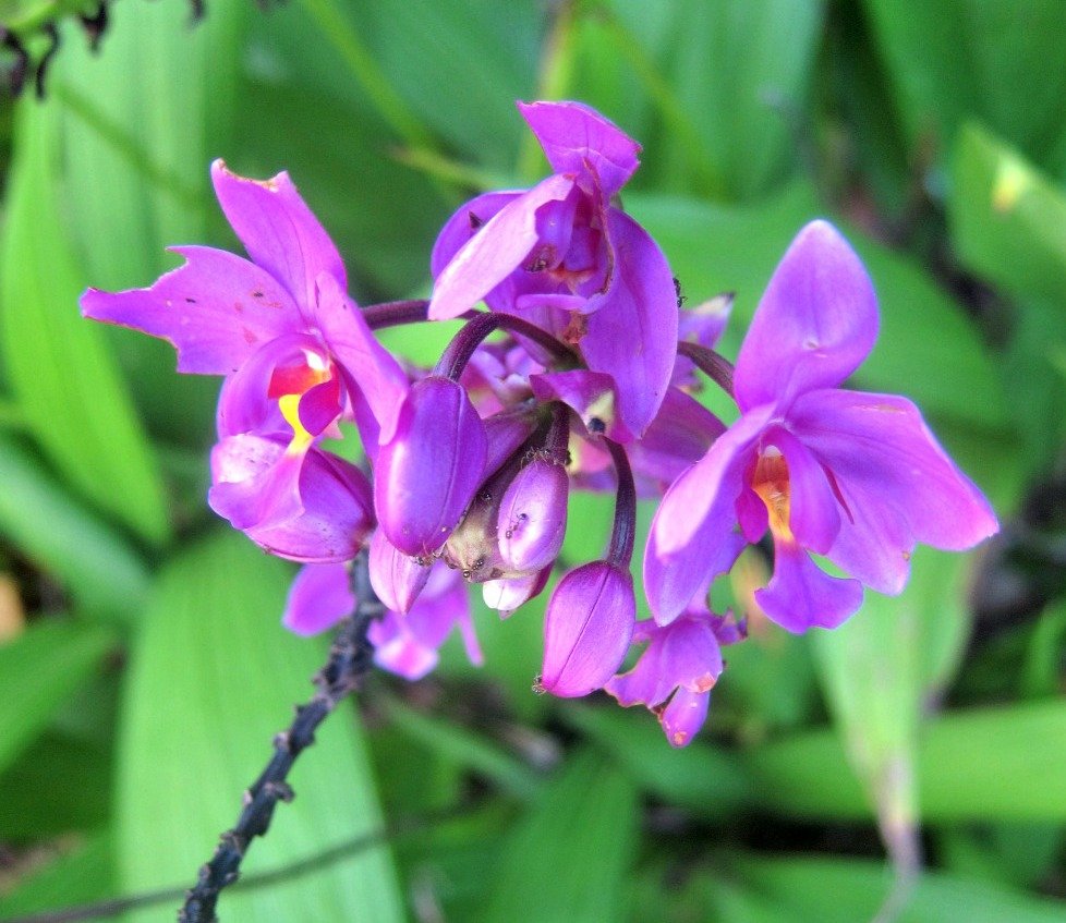 The insects loved the purple ground orchids at the Queens Gardens, Townsville.