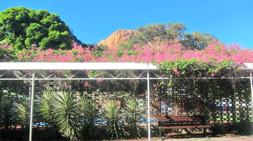 A pink climber covered a walkway above which peeked Castle Hill.