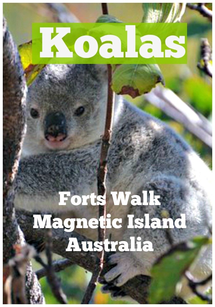 Find Koalas on Magnetic Island