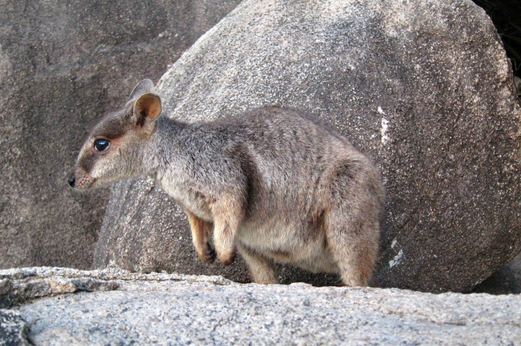 Rock Wallaby Camouflage