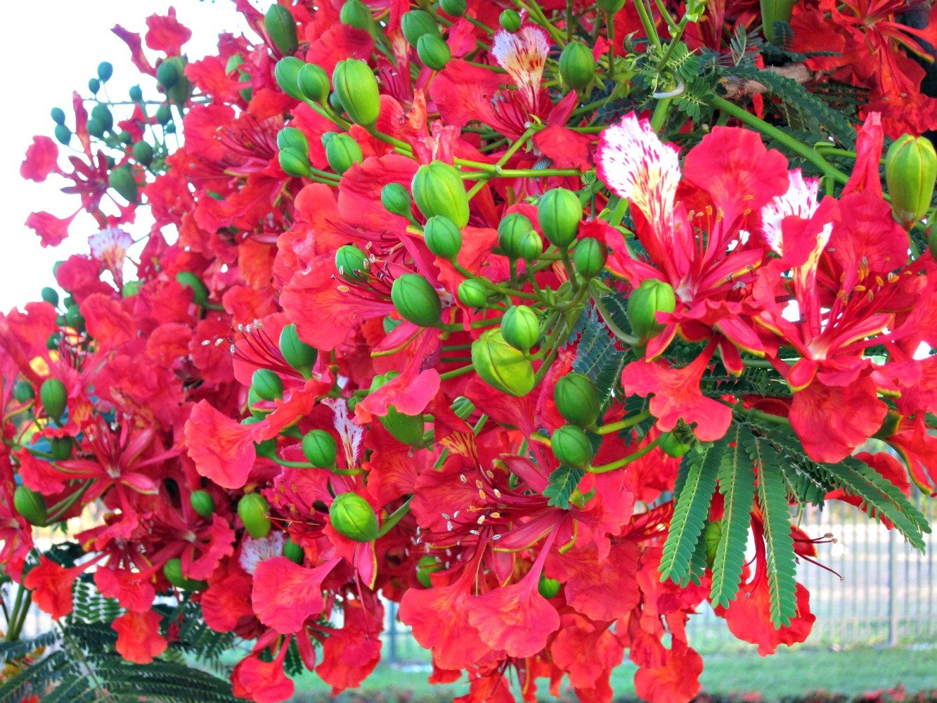 Christmas means Poinciana Flowers