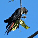 A Christmas Feast for Australian Parrots and Black Cockatoos