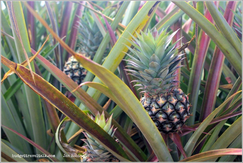 Pineapples growing north of Townsville