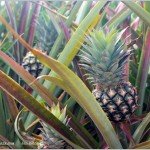Tuesday in Townsville Experience Pineapples and Swimming at Rollingstone Creek