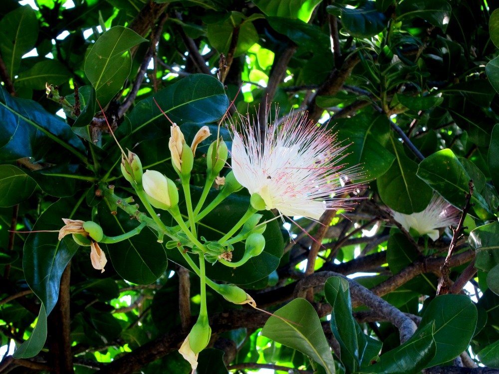 Barringtonia Asiatica