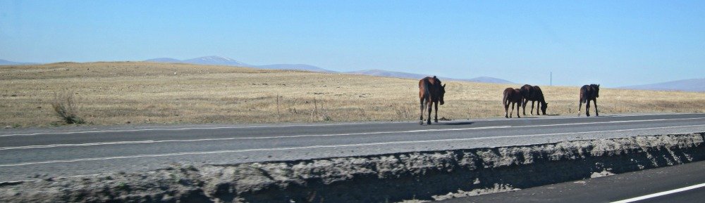 Horses on the road near Kars
