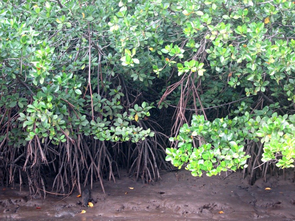 Mangroves 