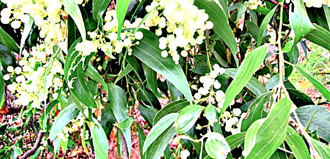 White yellow wattle flowers on the Castle Hill Goat Track