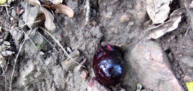 burdekin plum fruit fallen onto the goat track on castle hill townsville