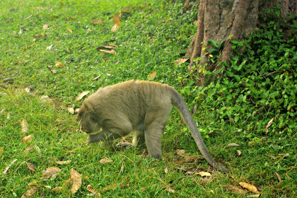 Angkor Wat Moat Monkeys 4