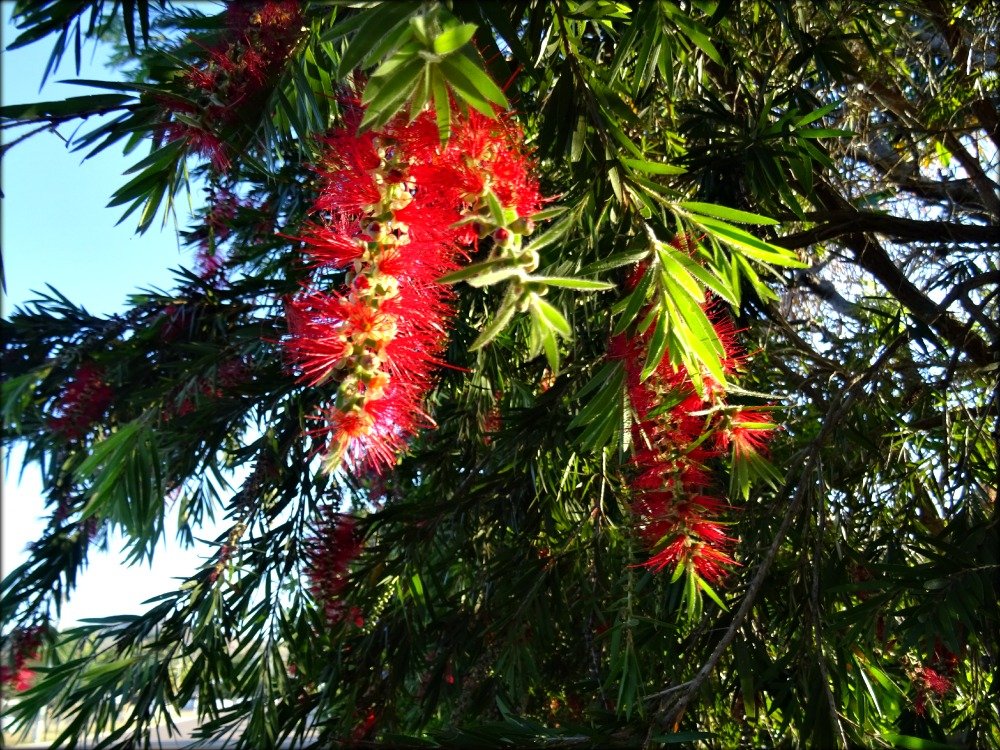 Townsville Red Bottle Brush flower