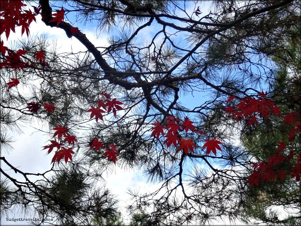 Kyoto Silver Pavilion Maple Leaves