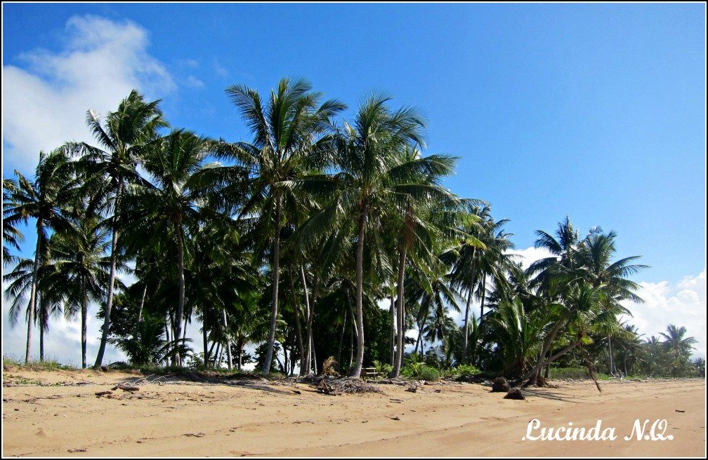 Lucinda Beach Palm Trees