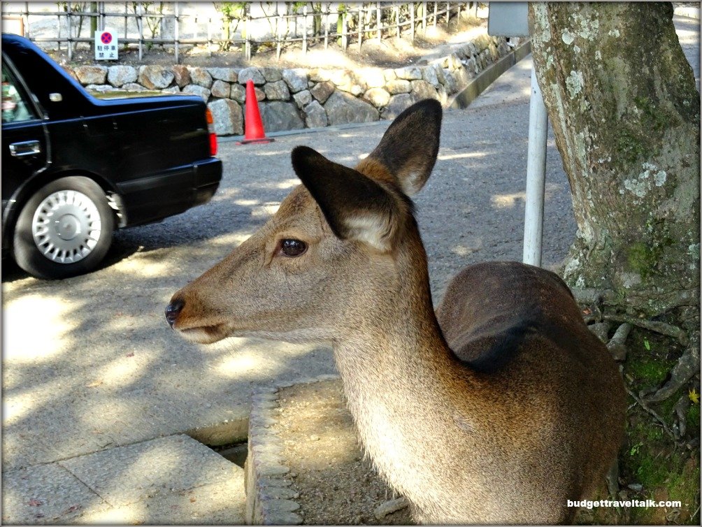 Nara-koen Deer