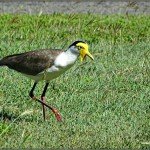 About Townsville – Plover on the Prowl at Lucinda