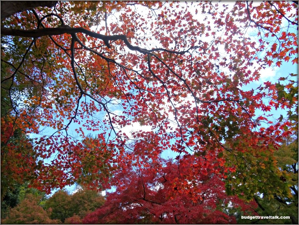 Arashiyama Colours