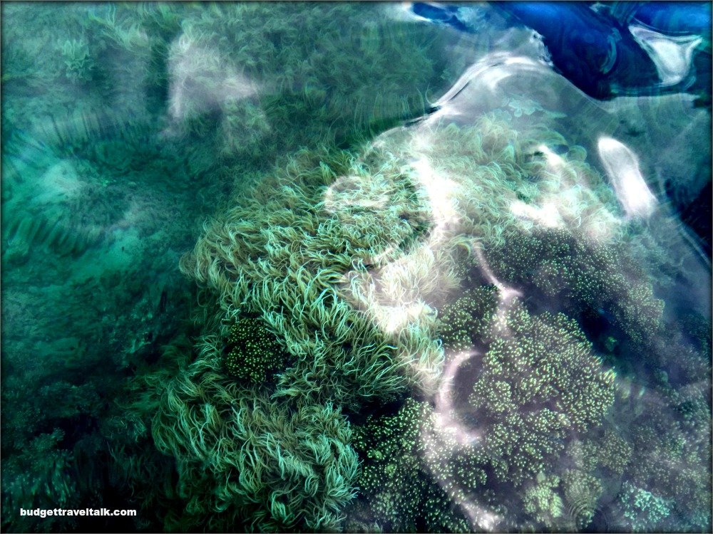 Lucinda Island Trip Coral