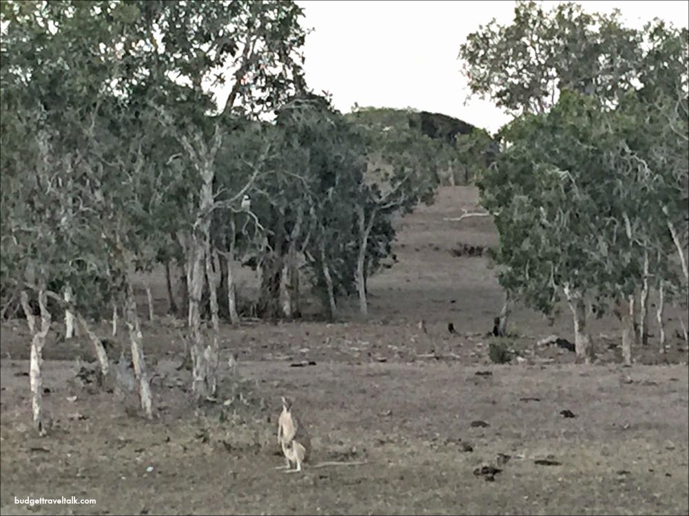 Notch Point Kangaroo