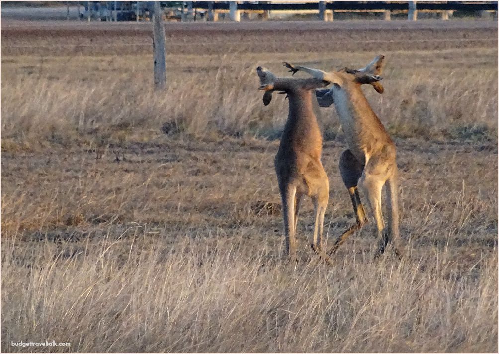 St. Lawrence Wetlands Kangaroo Fight