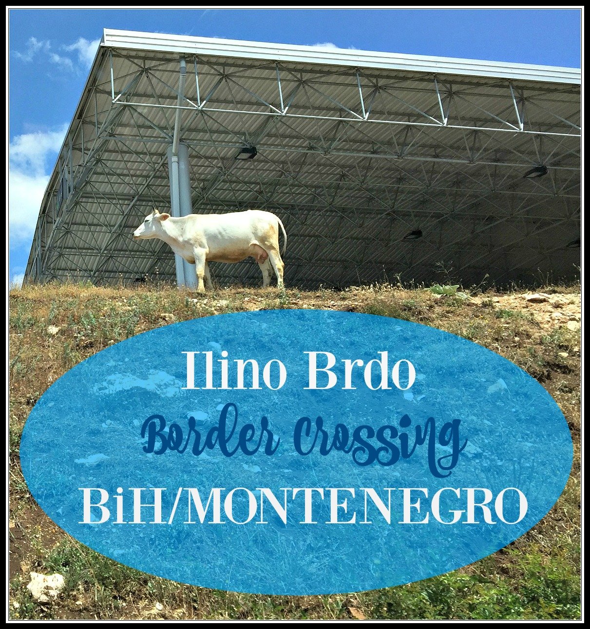 We saw this Border Cow at Ilino Brdo border post BiH/Montenegro on a road trip between Trebinje (BiH) and Kotor (Montenegro)