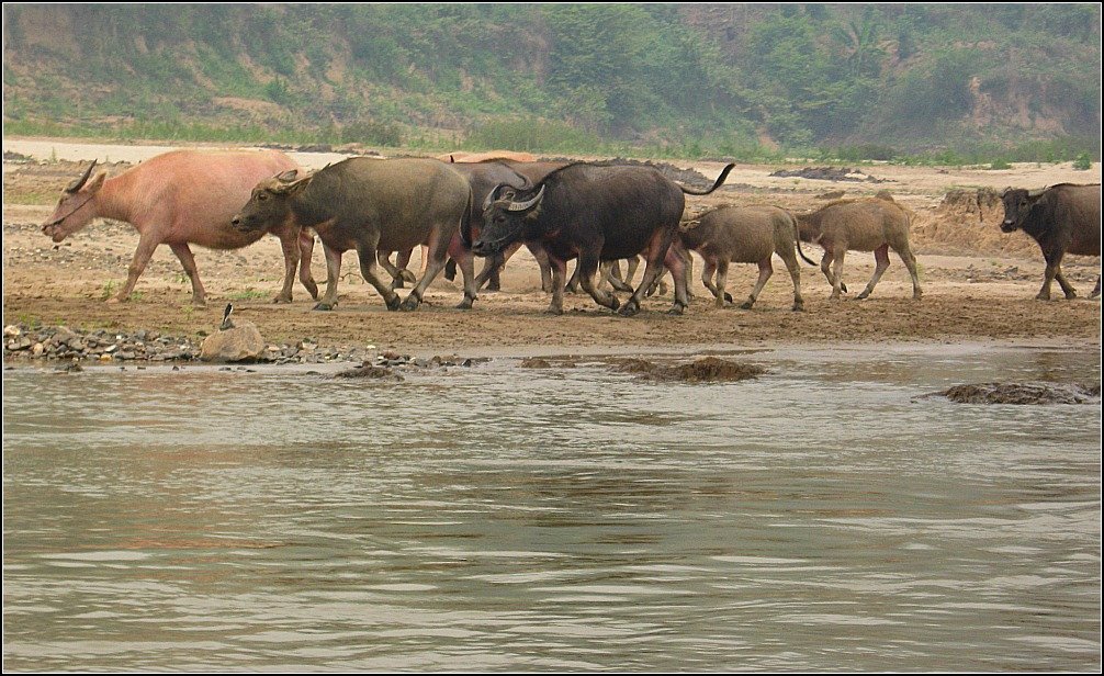 Mekong River Water Buffalo