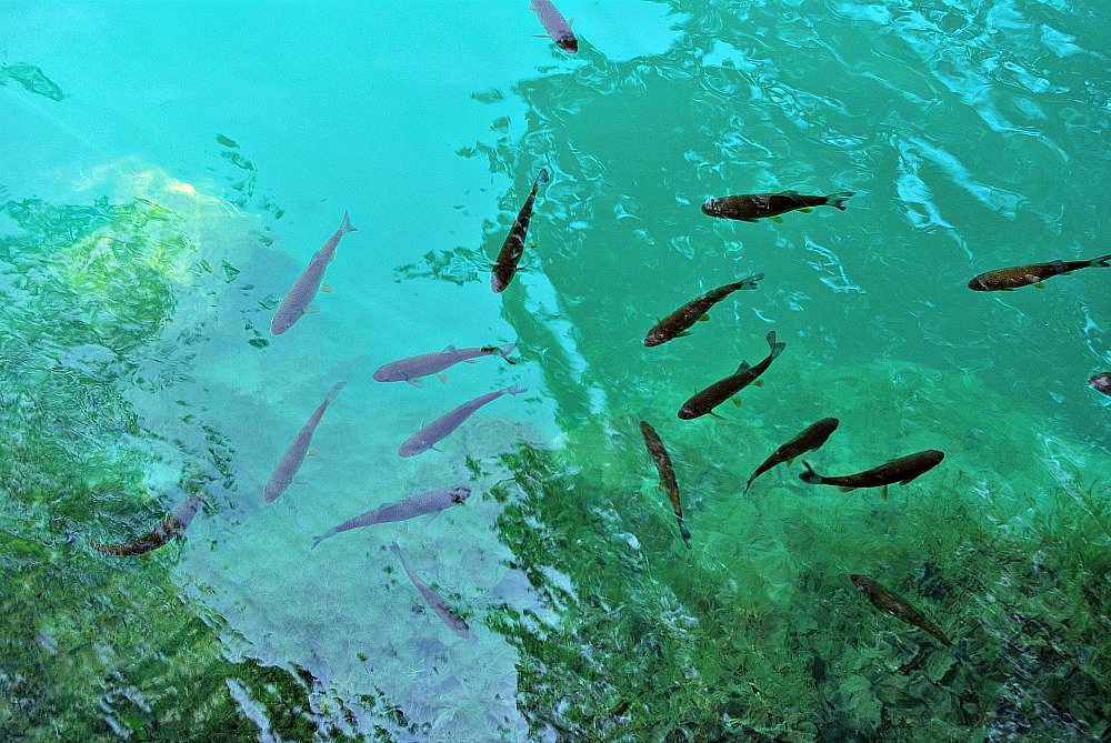 Plitvice Lakes Fish