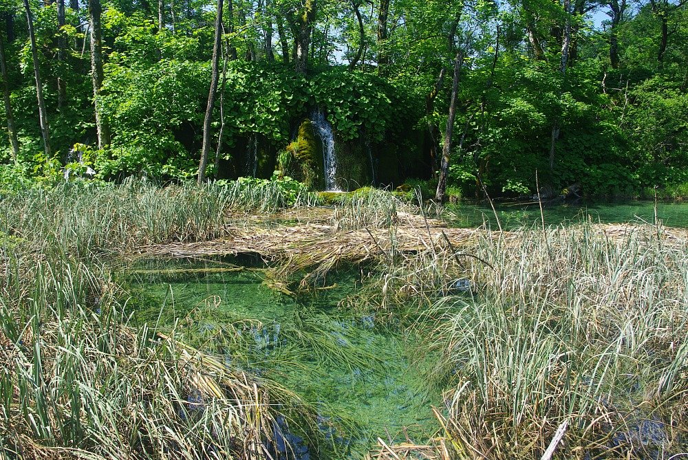Plitvice Lakes Frog Territory
