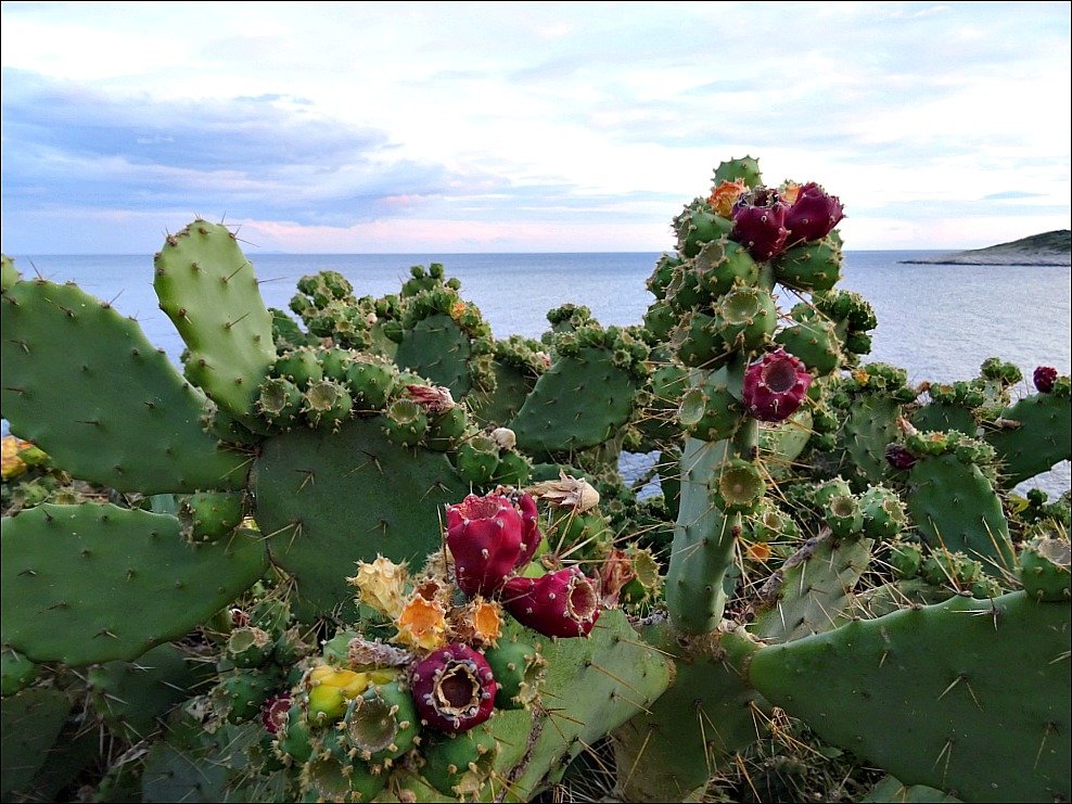 Hvar Pokonji Dol Beach Road flowering Cacti
