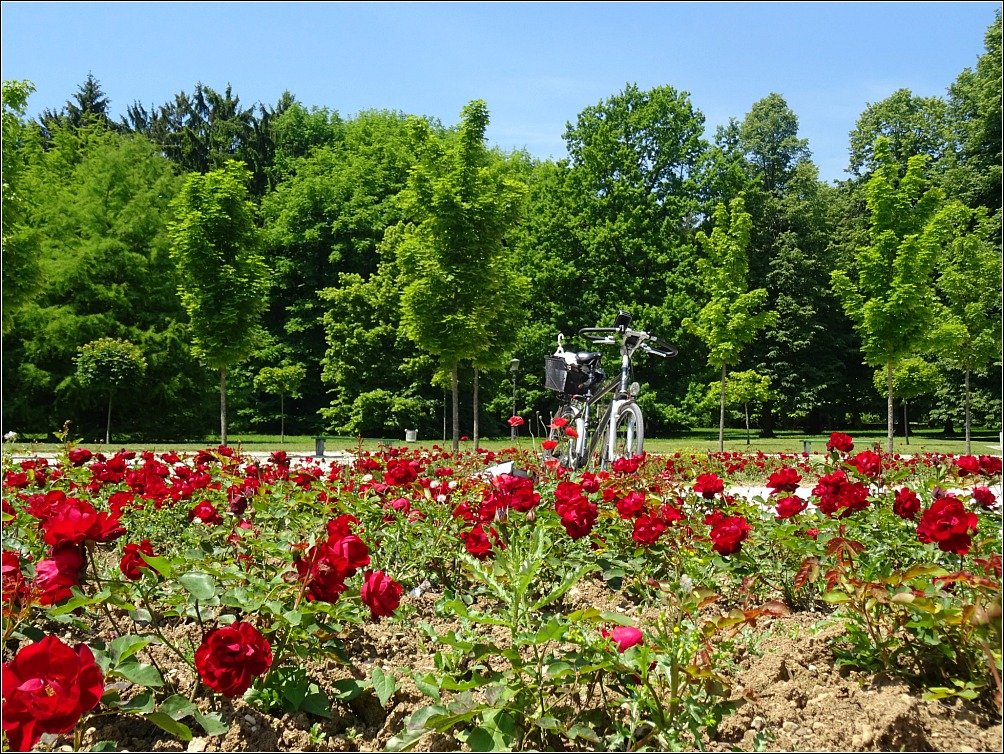 Tivoli Park Roses and Bicycle Ljubljana
