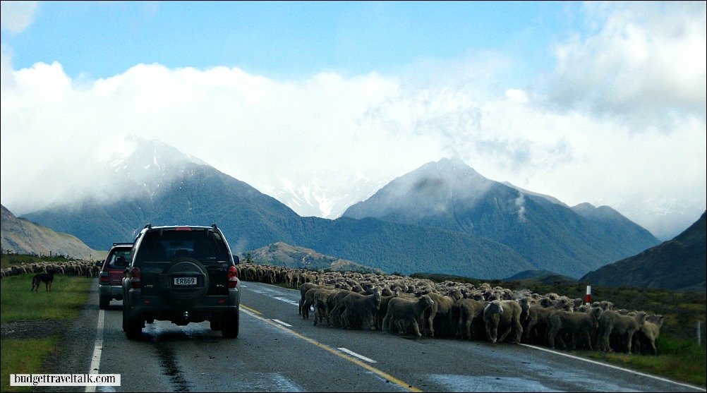 Sheep at Arthurs Pass New Zealand
