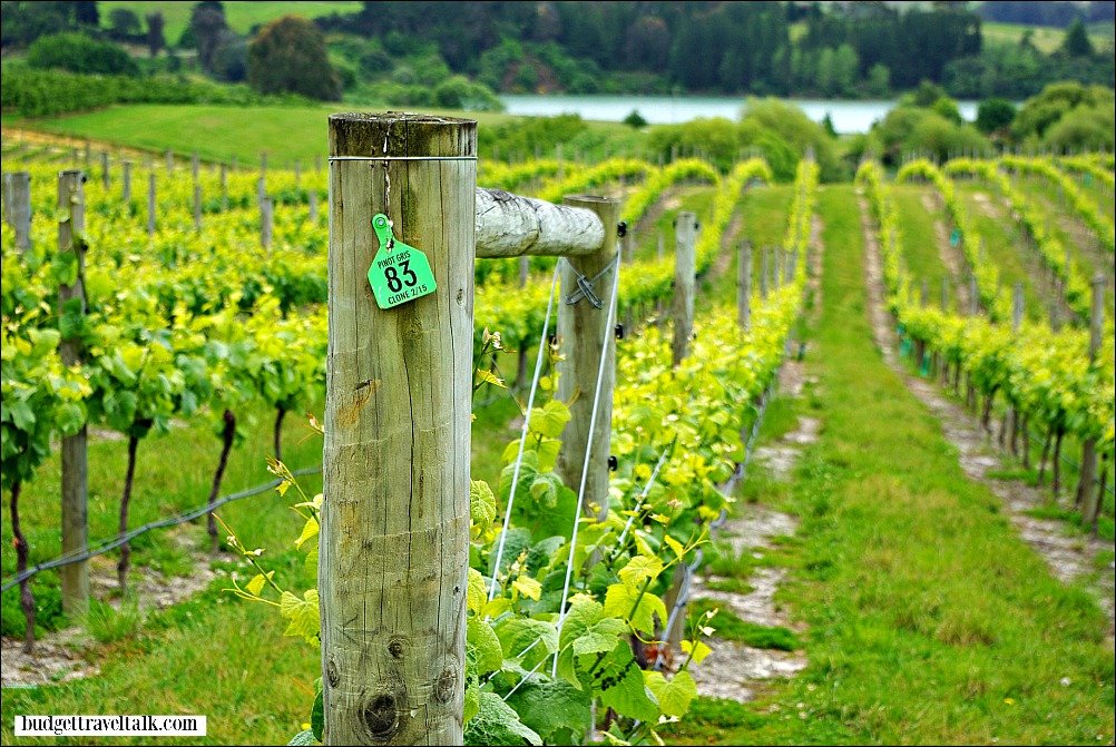 Vineyards New Zealand
