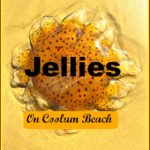 Jellies at Coolum Beach