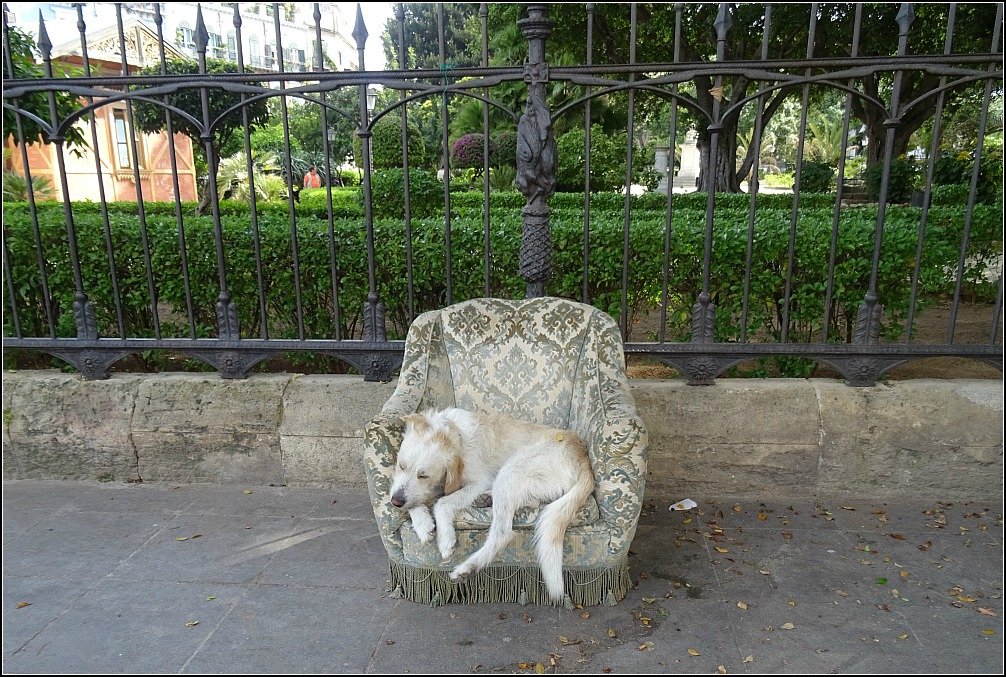 Palermo Dog in Chair, Sicily