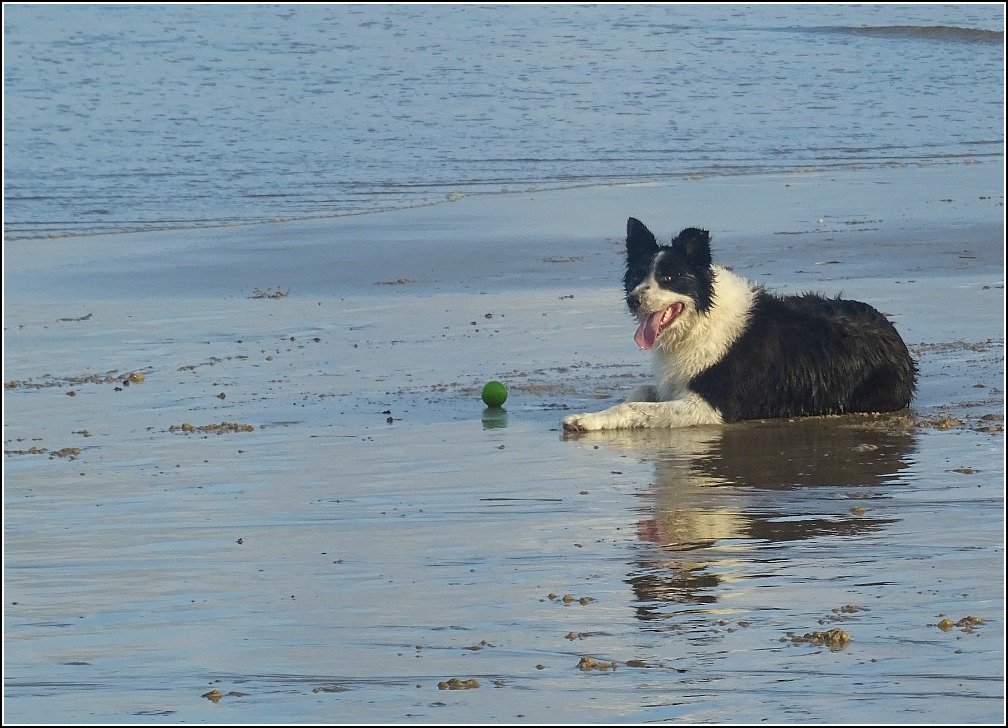Stumers Border Collie and Ball