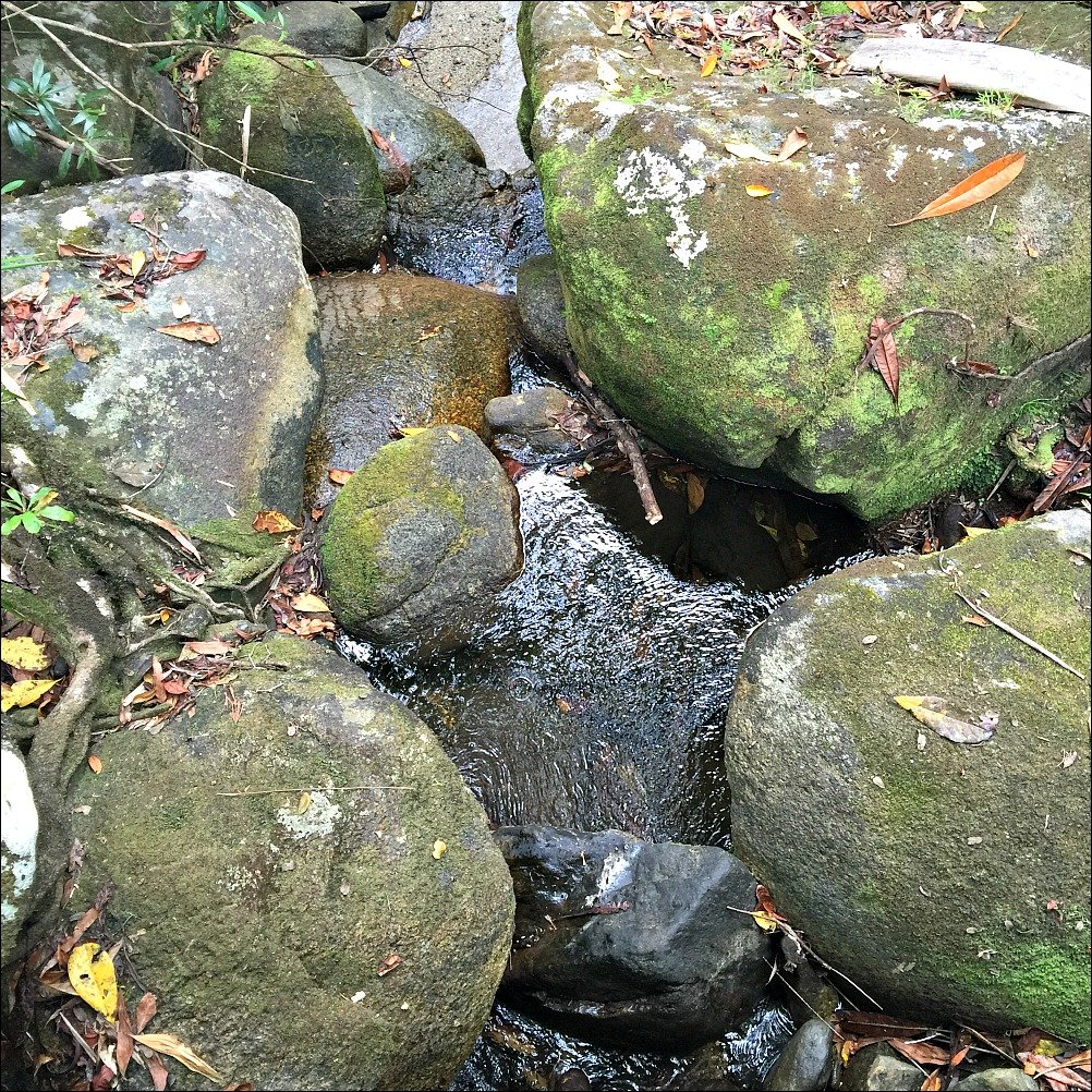 Mossman Gorge River Rocks