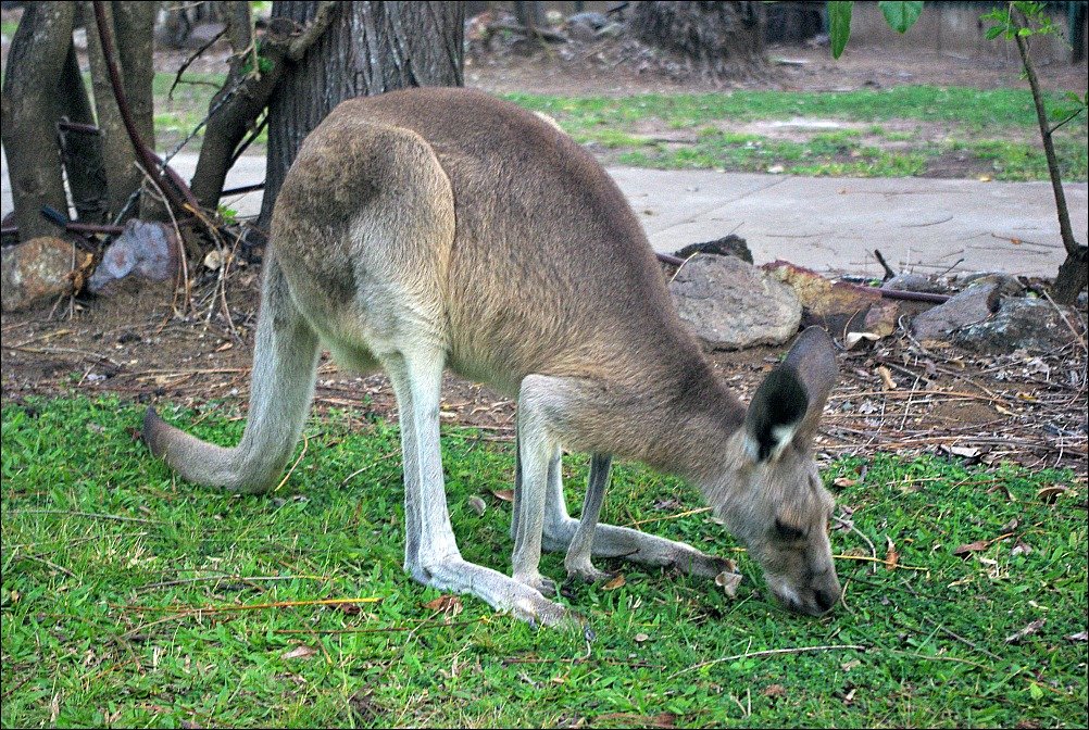 Cape Hillsborough Eastern Grey Kangaroo