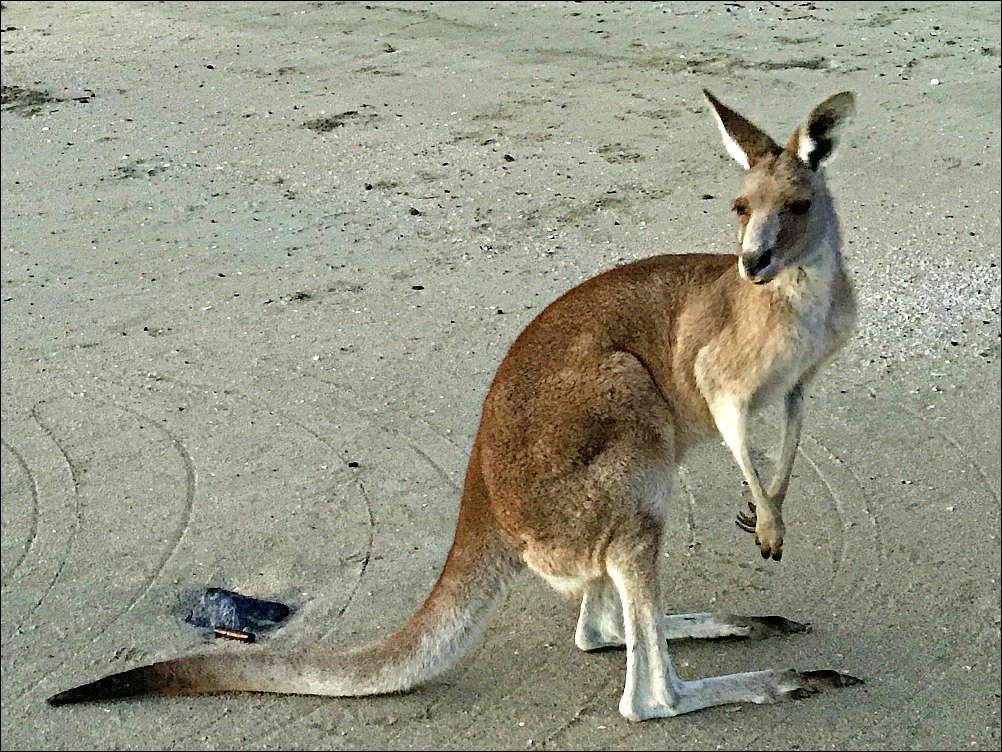 Cape Hillsborough Kangaroos