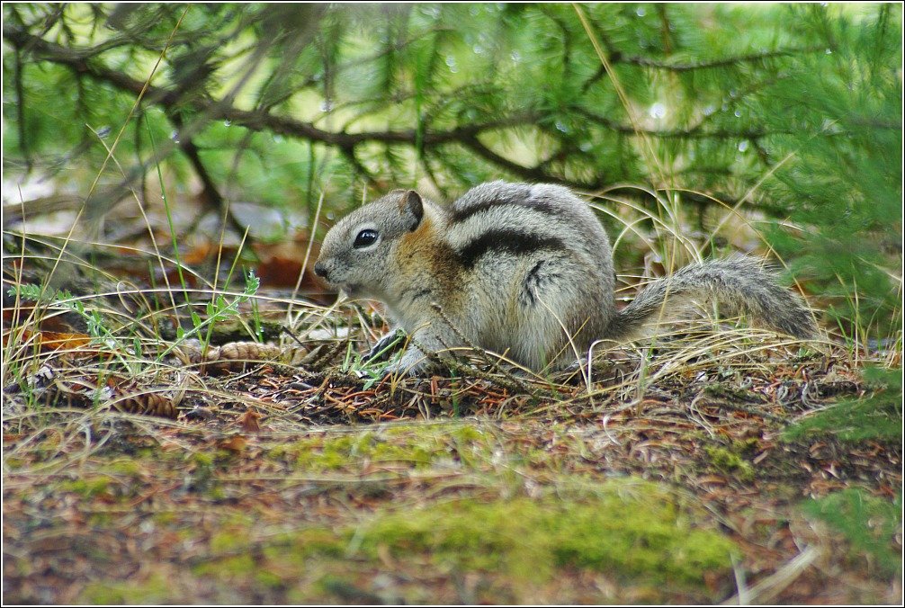 Banff Hoodoos and Lake Minnewanka Squirrel