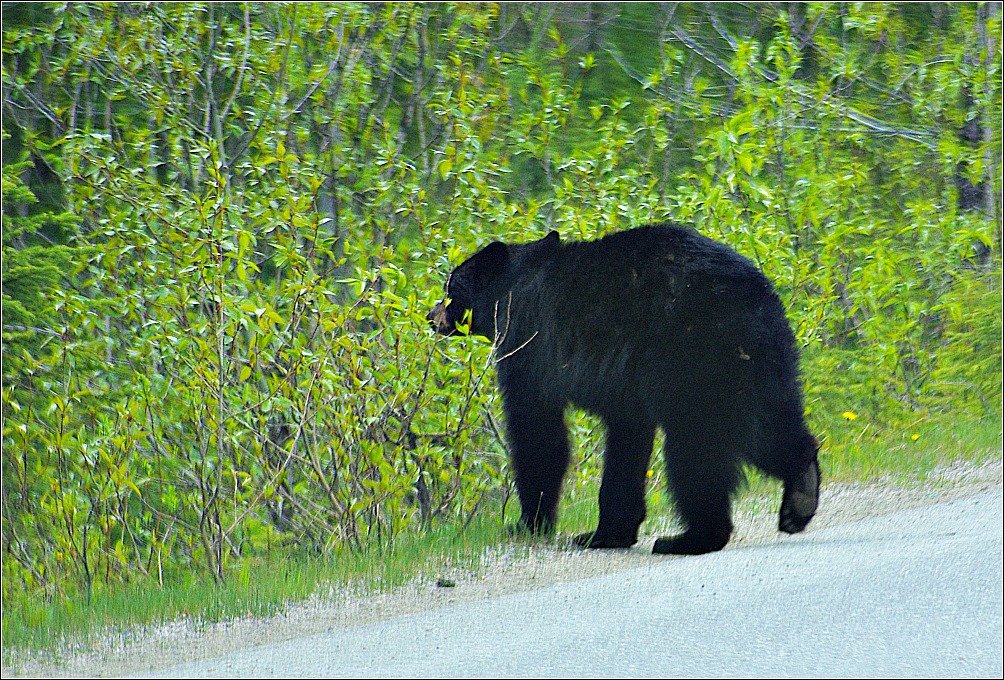 Brown Bear near Emerald Lake