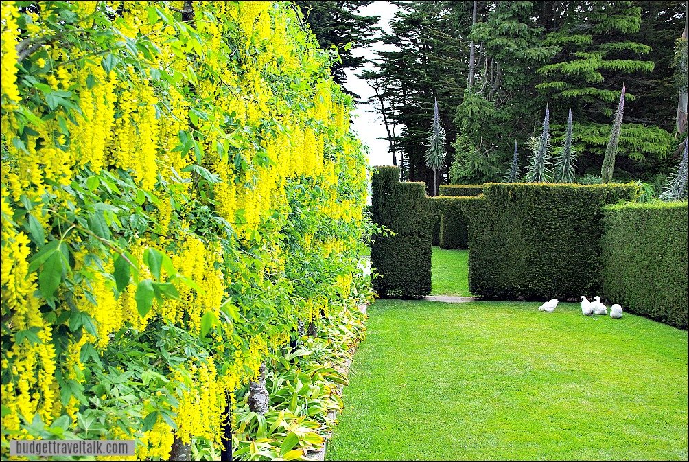 Larnach Castle Garden Chickens and Hedges