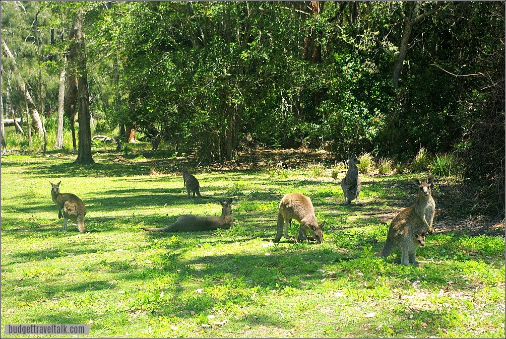 Durras North Kangaroos on Foreshore