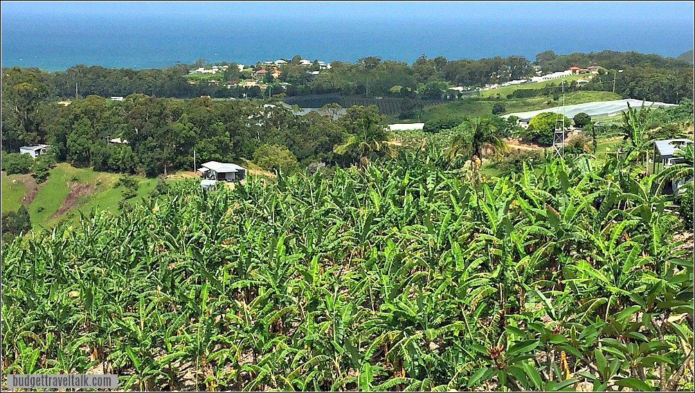 Coffs Harbour Bananas and Blueberries