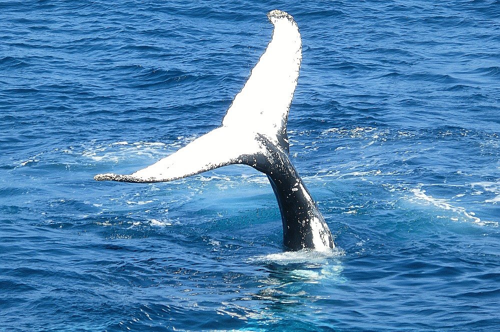 Go humpback whale watching on the gold coast in Australia